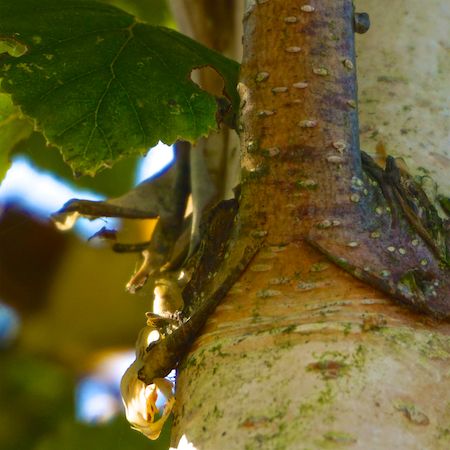 Betula ermanii - image 1