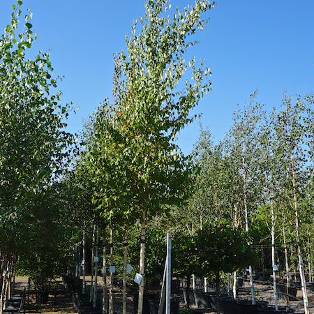 Betula ermanii - image 2