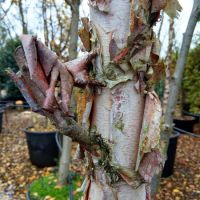 Betula nigra Heritage