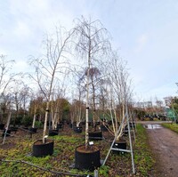 Betula pendula