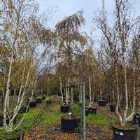 Betula pendula