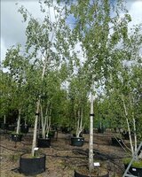 Betula pendula