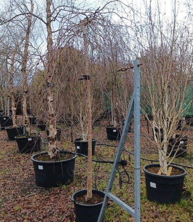 Betula pendula Youngii