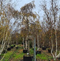Betula pendula Youngii
