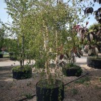 Betula pendula Youngii