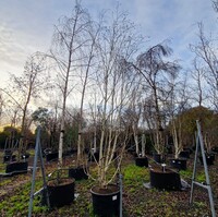 Betula uti. jac. Doorenbos - image 2