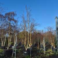 Betula uti. jac. Doorenbos - image 2