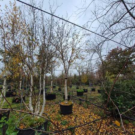 Betula uti. jac. Doorenbos