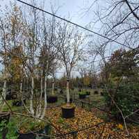 Betula uti. jac. Doorenbos