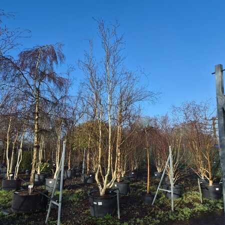 Betula uti. jac. Doorenbos