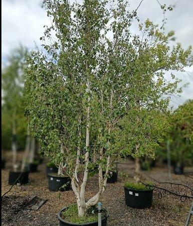 Betula uti. jac. Doorenbos - image 1