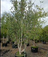 Betula uti. jac. Doorenbos