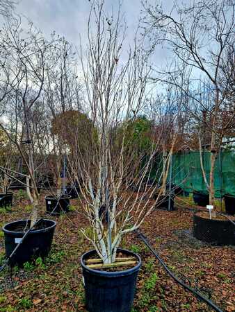 Betula uti. var. jacquemontii - image 2