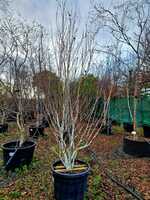 Betula uti. var. jacquemontii - image 2