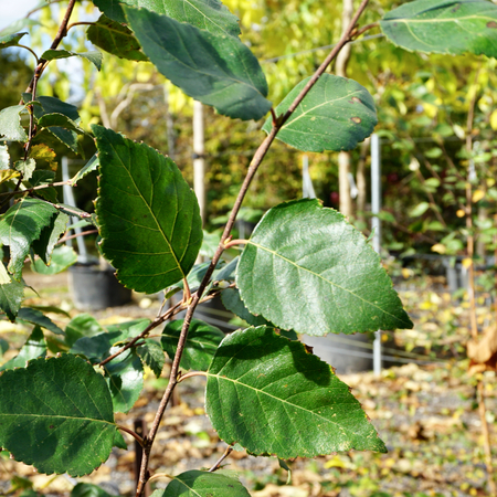 Betula uti. var. jacquemontii - image 2