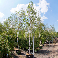 Betula uti. var. jacquemontii - image 1