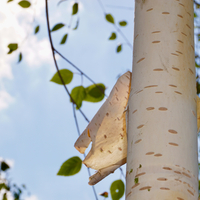 Betula uti. var. jacquemontii - image 2