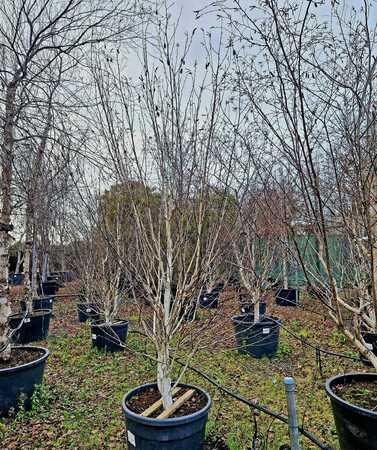 Betula uti. var. jacquemontii - image 3