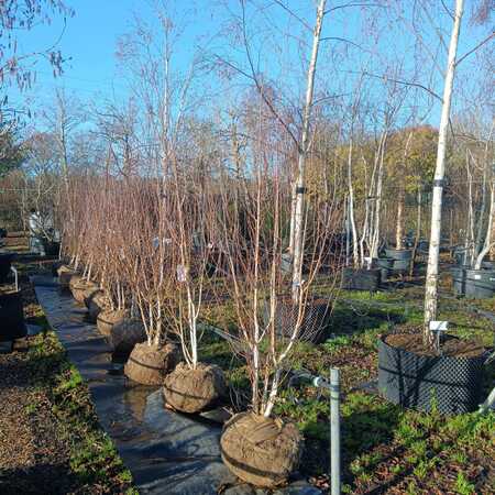 Betula uti. var. jacquemontii