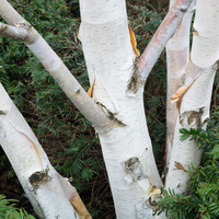 Betula uti. var. jacquemontii  Order online @ Tendercare