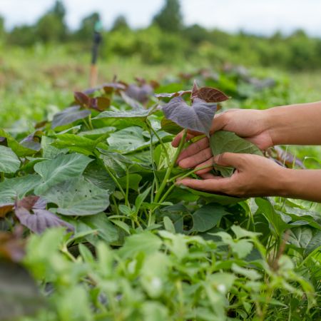 Biological Control Pest and Disease