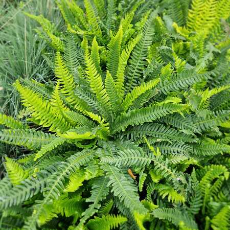 Blechnum spicant