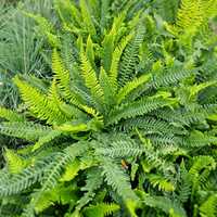 Blechnum spicant