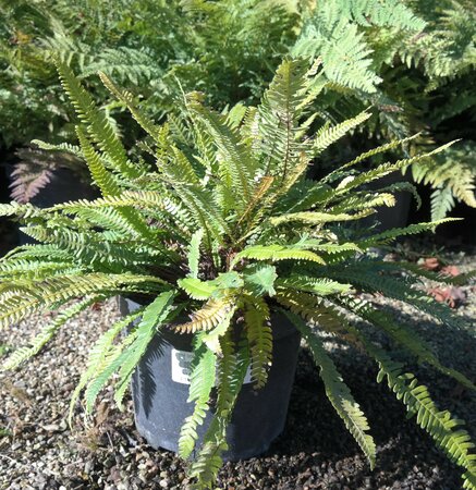 Blechnum spicant - image 2