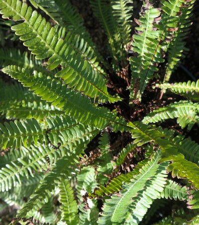 Blechnum spicant - image 1