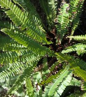 Blechnum spicant