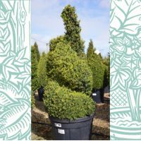 Buxus sem. Arborescens