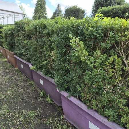 Buxus sempervirens