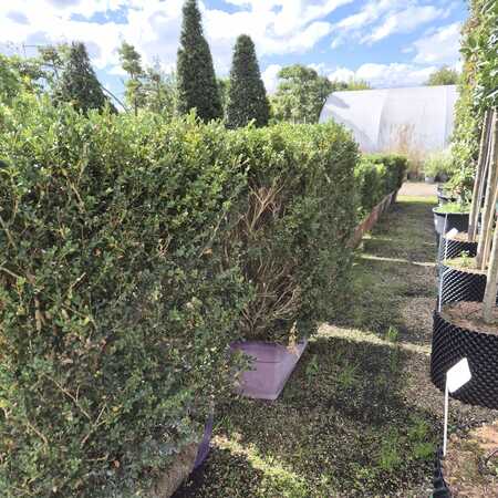 Buxus sempervirens