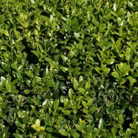 Buxus sempervirens