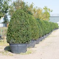 Buxus sempervirens