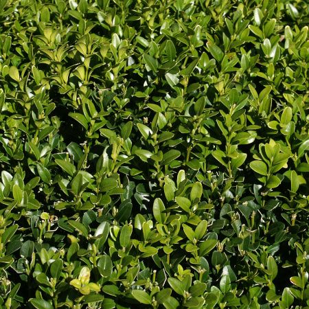 Buxus sempervirens