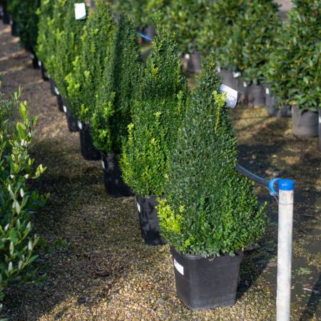 Buxus sempervirens