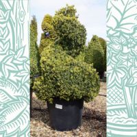 Buxus sempervirens