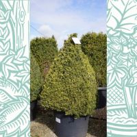 Buxus sempervirens