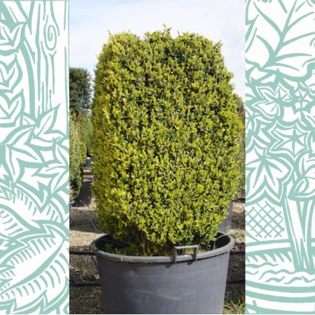 Buxus sempervirens