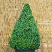 Buxus sempervirens