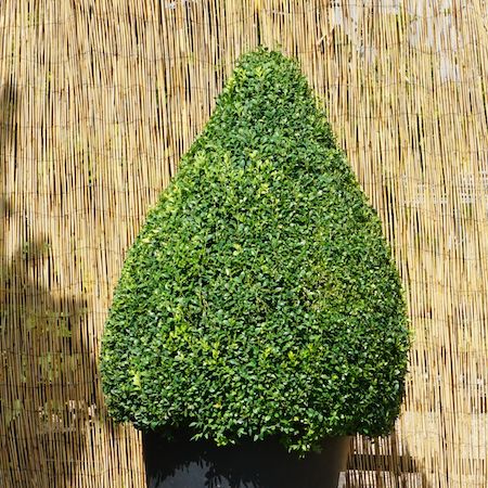 Buxus sempervirens