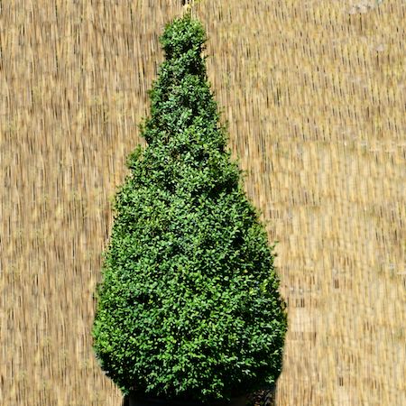 Buxus sempervirens