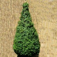 Buxus sempervirens