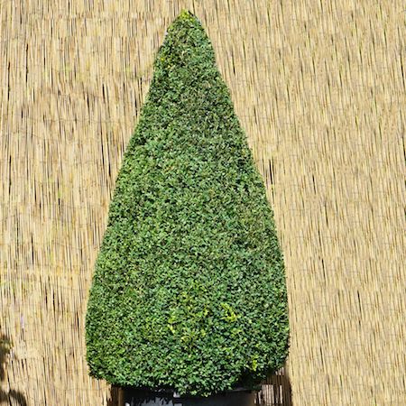 Buxus sempervirens