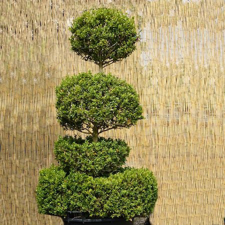 Buxus sempervirens