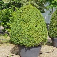 Buxus sempervirens