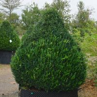 Buxus sempervirens