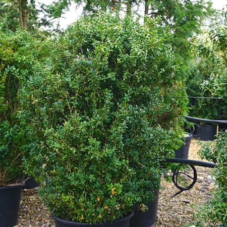 Buxus sempervirens