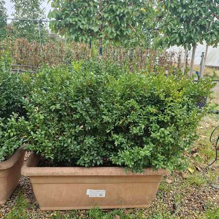 Buxus sempervirens